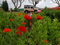 Carnival of Flowers